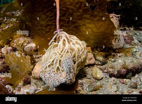 how are kelp holdfasts similar to proper root systems